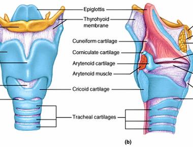 The thyroid cartilage is more commonly known as the adam s apple