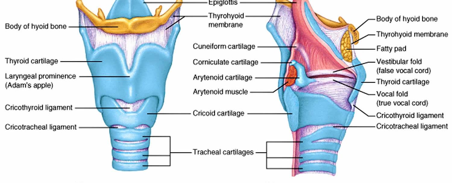 The thyroid cartilage is more commonly known as the adam s apple