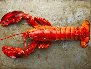 It takes a lobster approximately seven years to grow to be one pound