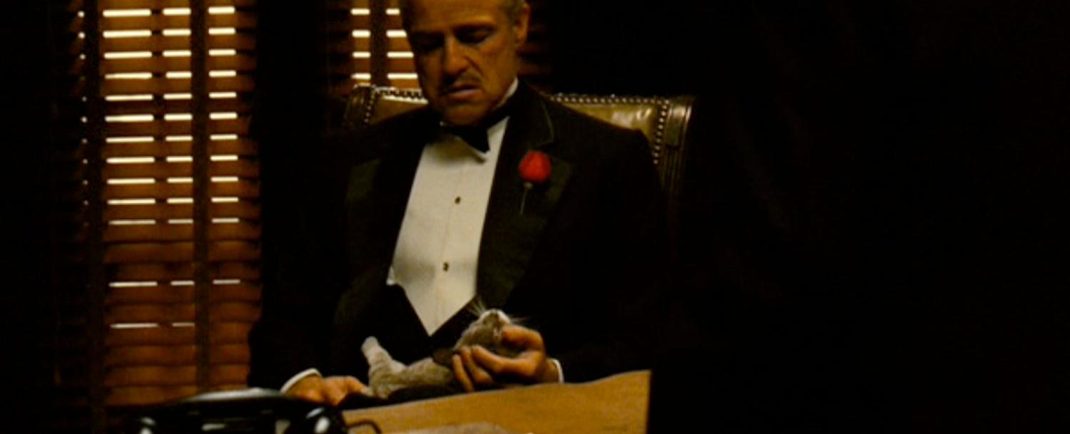 The cat held by marlon brando in the opening scene of the godfather was a stray that coppola found while on the lot at paramount and was not originally called for in the script