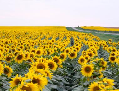 A plant named after a light source sunflower