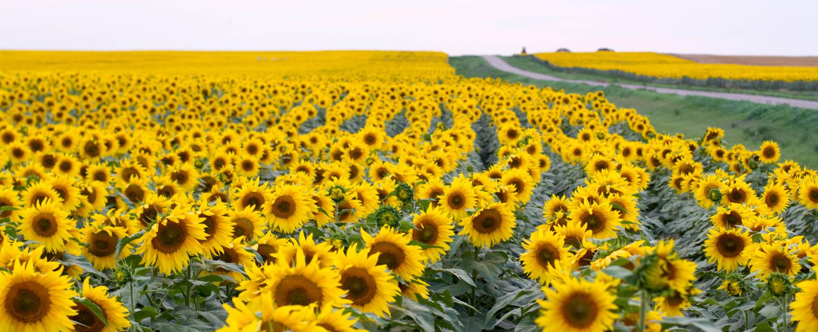 A plant named after a light source sunflower