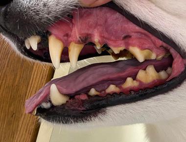 Dogs have two sets of teeth just like humans they first have 30 puppy teeth then 42 adult teeth