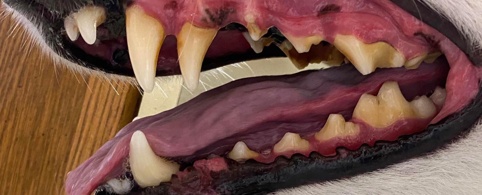 Dogs have two sets of teeth just like humans they first have 30 puppy teeth then 42 adult teeth