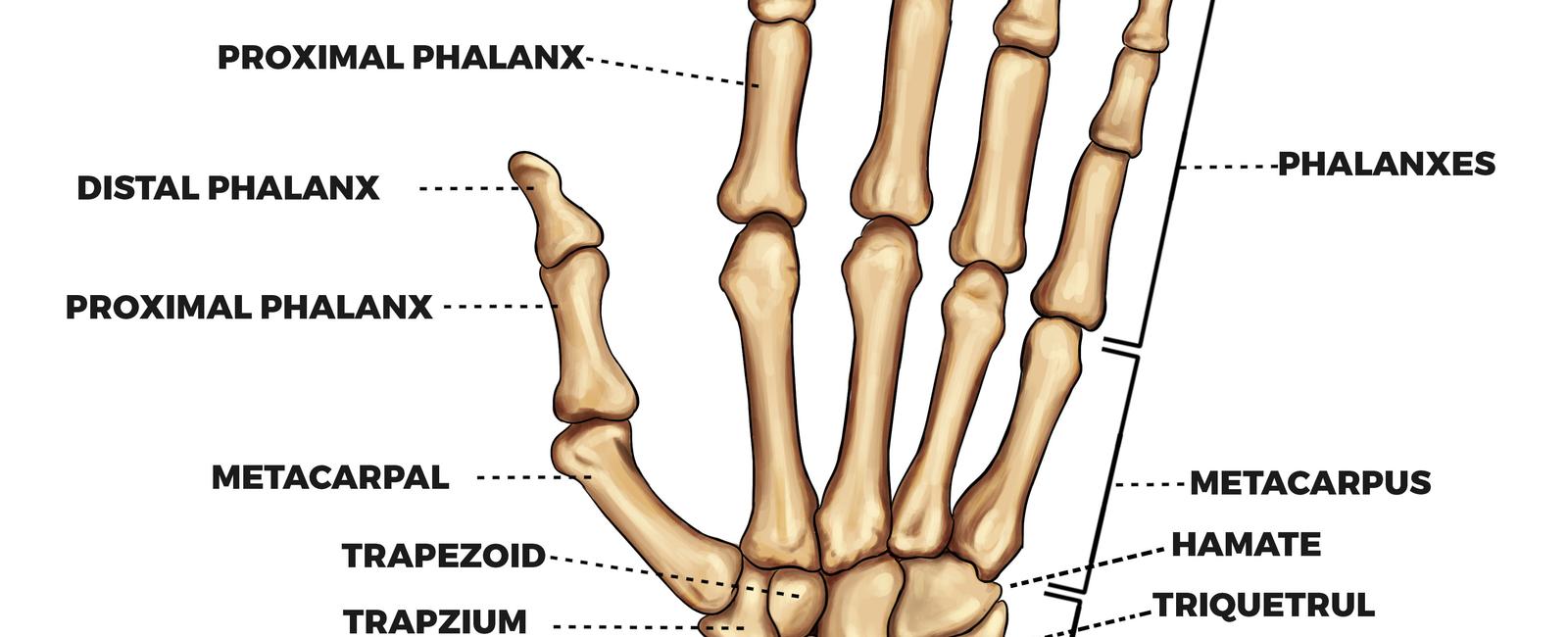 There are 54 bones in your hands including the wrists