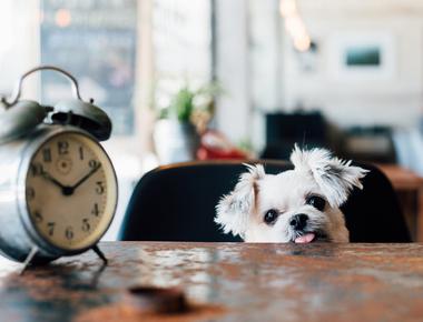 Dogs can tell time researchers found that dogs have neurons in their brains that encode time memories that tell them when dinner is and when it s time for a walk among other things on its schedule