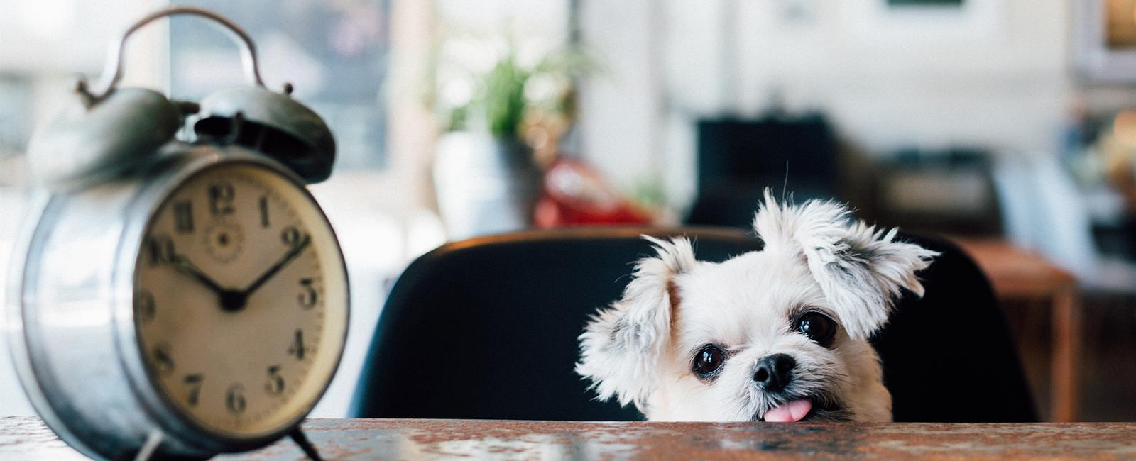 Dogs can tell time researchers found that dogs have neurons in their brains that encode time memories that tell them when dinner is and when it s time for a walk among other things on its schedule