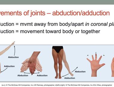 Human joints make sounds for three reasons escaping gasses rough surfaces or the movements of the joints tendons or ligaments