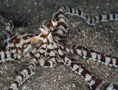 The mimic octopus can impersonate up to 15 marine species including sea snakes stingrays lionfishes and jellyfishes