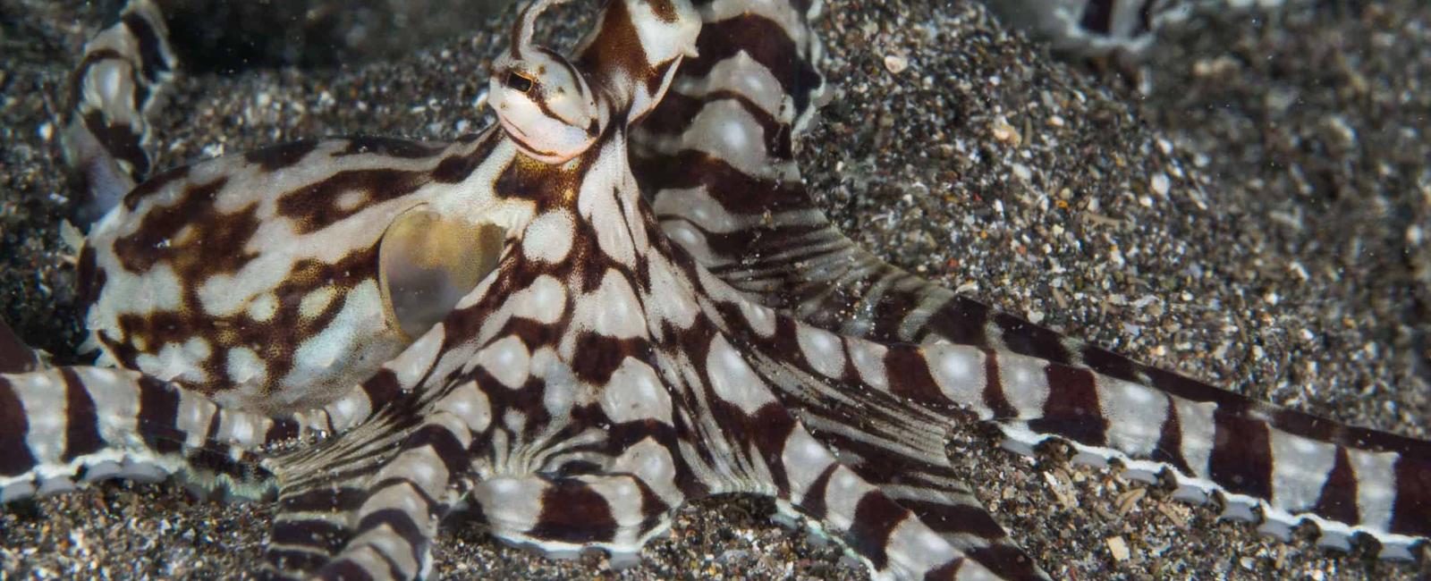 The mimic octopus can impersonate up to 15 marine species including sea snakes stingrays lionfishes and jellyfishes