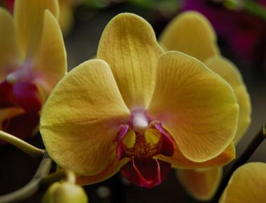 The manmade shenzhen nongke orchid was sold at auction for 200 000 the orchid took 8 years to cultivate and blooms once every 4 5 years