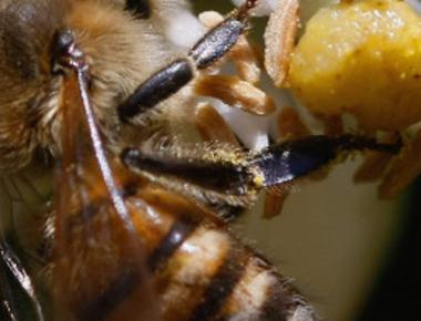 Honeybees can distinguish human faces