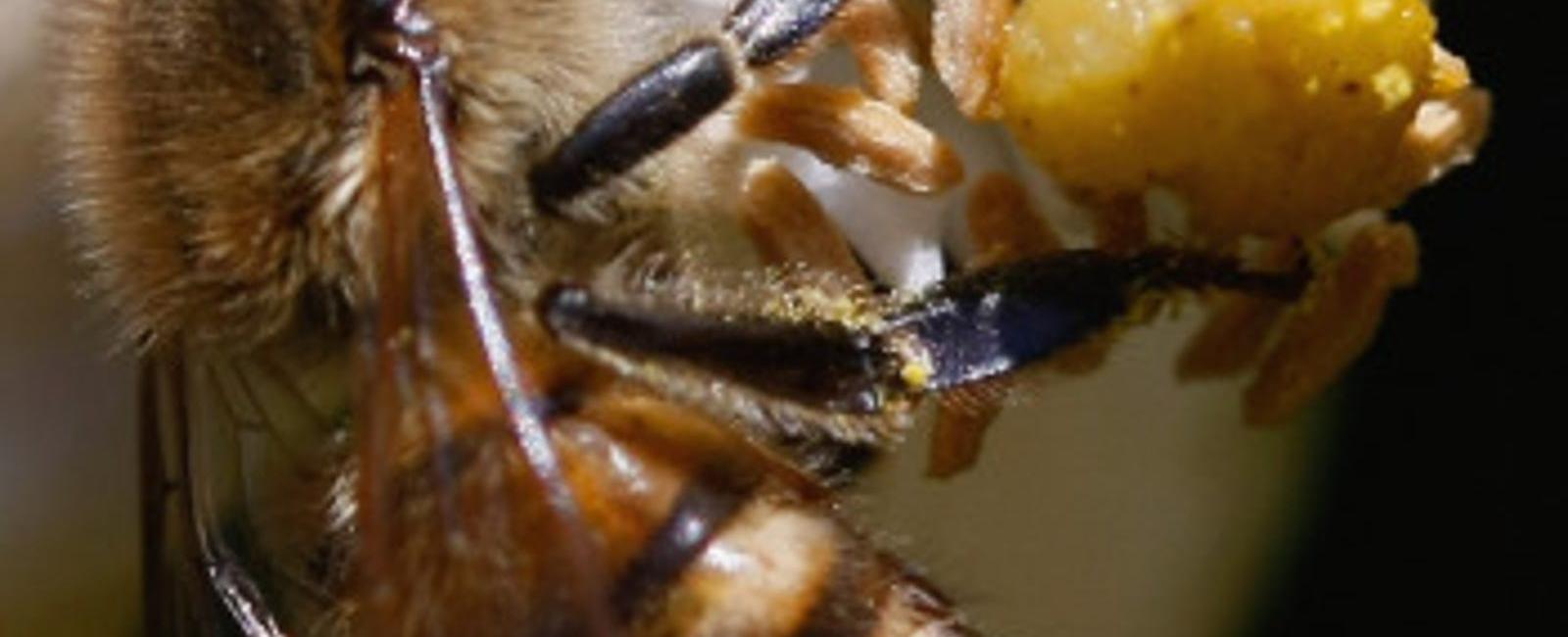 Honeybees can distinguish human faces