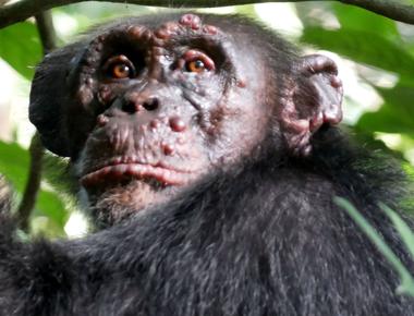 Chimpanzees fart loudly and often without shame it s actually the way scientists have located chimps to study in the wild