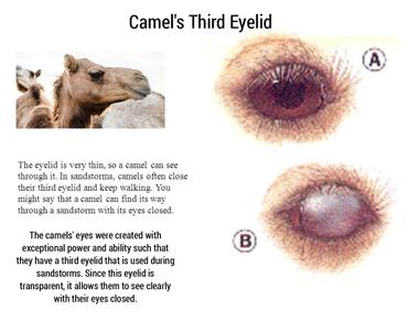 Camels have three eyelids