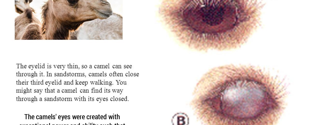 Camels have three eyelids