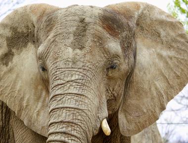 Elephant s ears help them regulate their body temperature