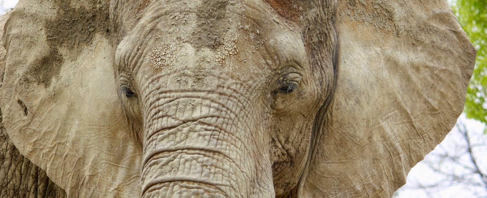 Elephant s ears help them regulate their body temperature | The Fact Base