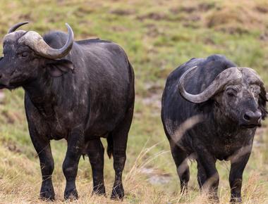 African buffalo herds make decisions by voting