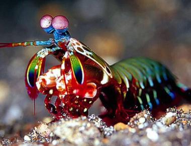 The mantis shrimp has the world s fastest punch at 75 feet per second as fast as a 22 caliber bullet and 50 times faster than you can blink