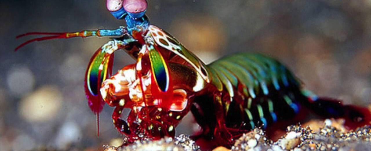 The mantis shrimp has the world s fastest punch at 75 feet per second as fast as a 22 caliber bullet and 50 times faster than you can blink