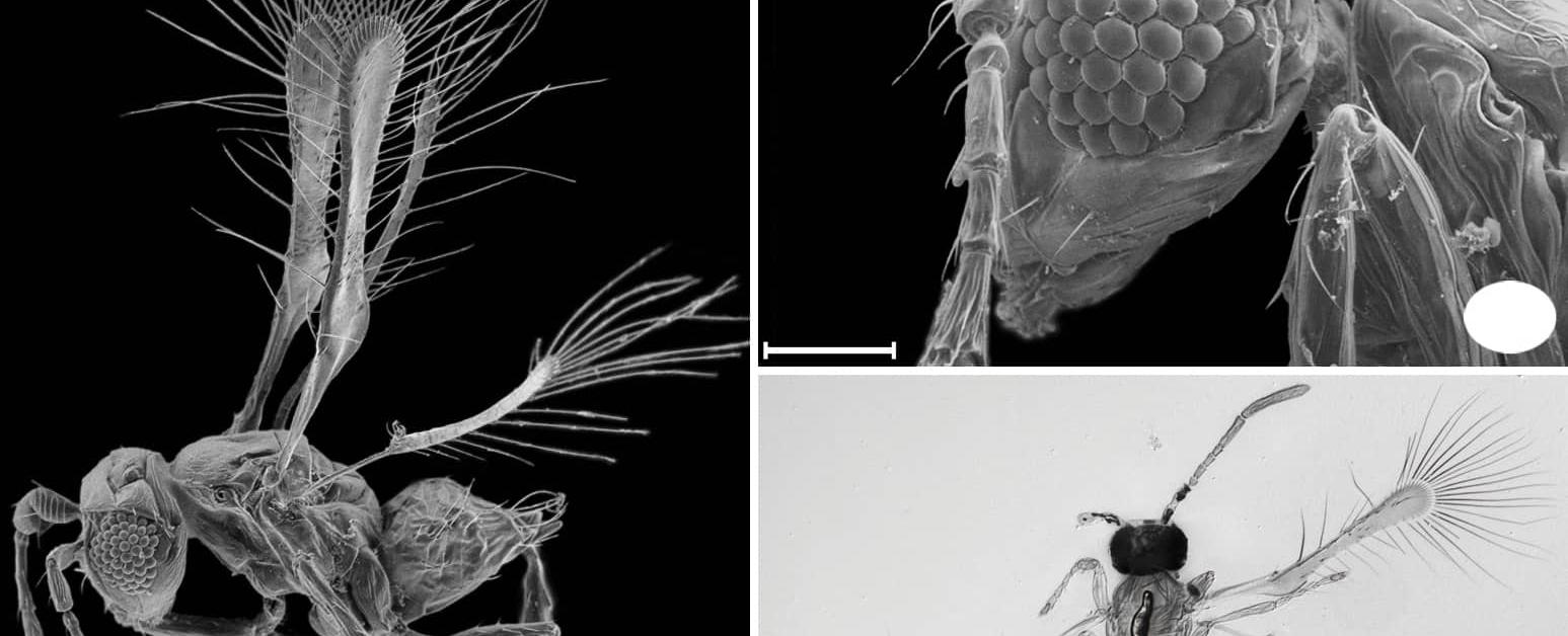 The world s smallest winged insect is the tanzanian parasitic wasp it s smaller than the eye of a housefly