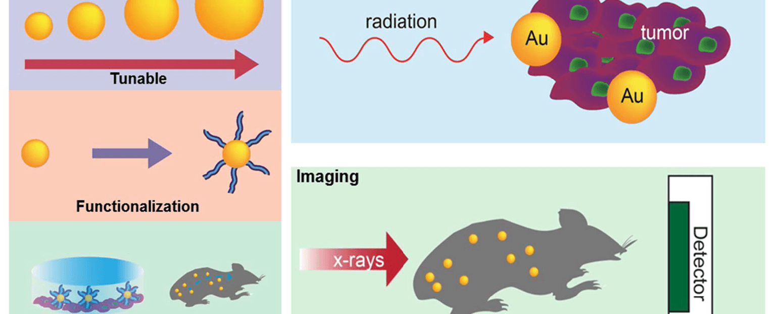 Gold nanoparticles are able to cross the protective membranes around cells