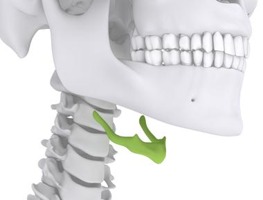 The hyoid bone in your throat is the only bone in your body not attached to any other