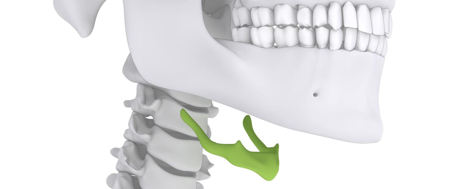 The hyoid bone in your throat is the only bone in your body not attached to any other