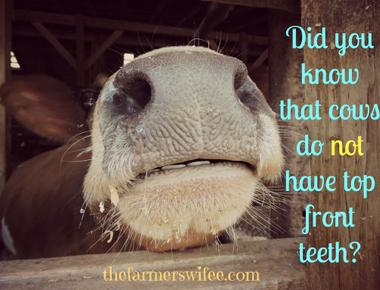 Cows don t have upper front teeth