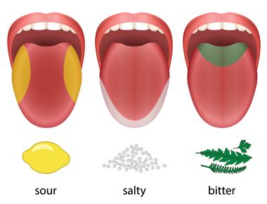 The human tongue tastes bitter things with the taste buds toward the back salty and pungent flavors are tasted in the middle of the tongue sweet flavors at the tip