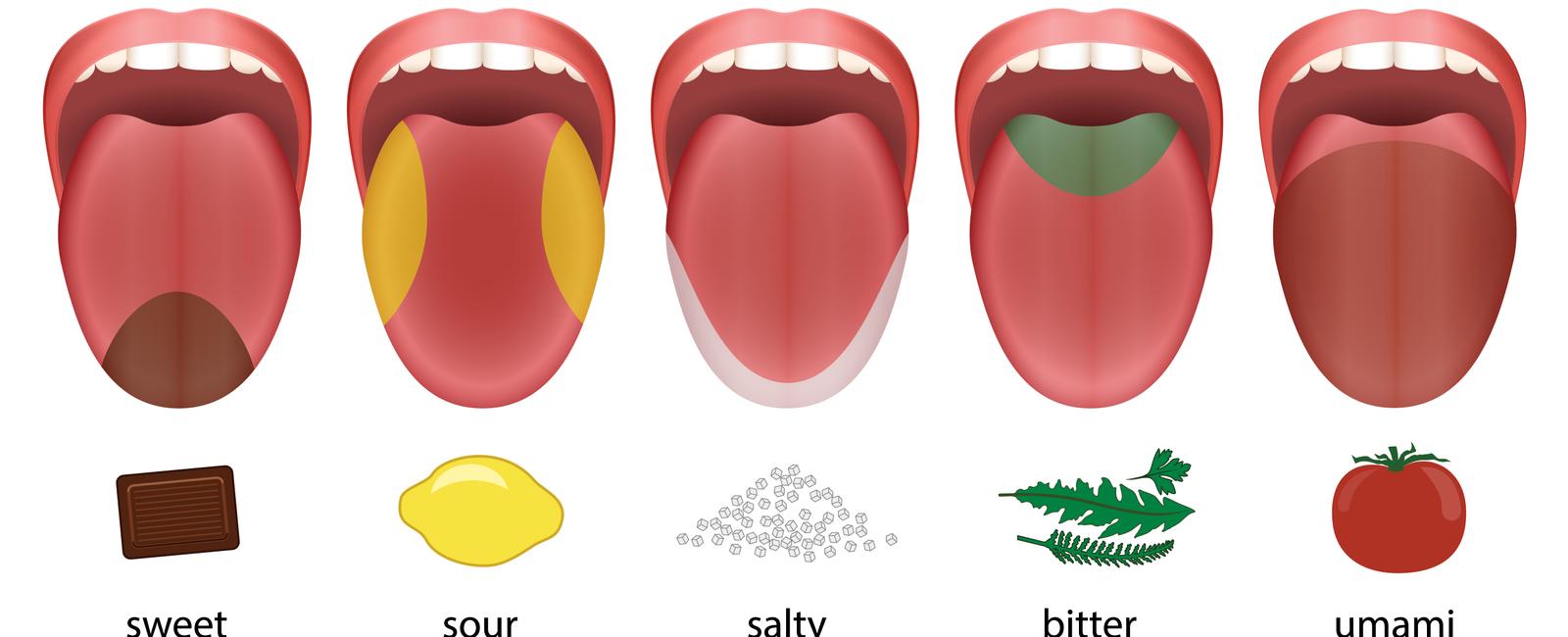 The human tongue tastes bitter things with the taste buds toward the back salty and pungent flavors are tasted in the middle of the tongue sweet flavors at the tip