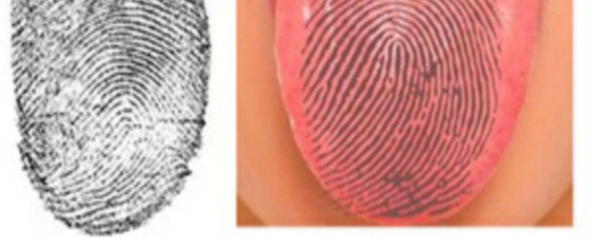 Tongue prints are as unique as fingerprints