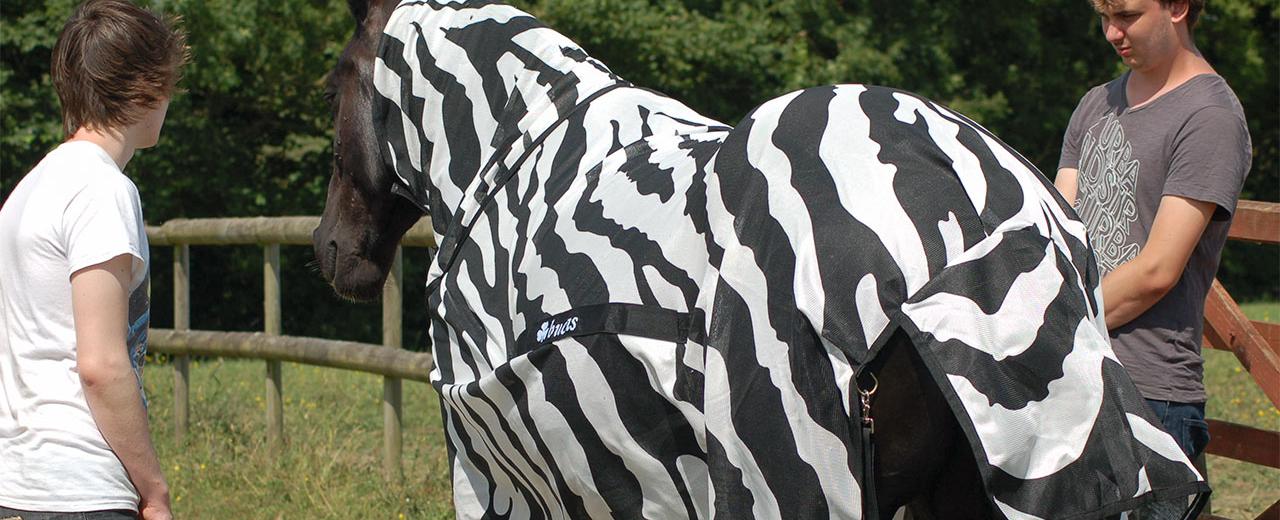 If you paint a cow with stripes like a zebra flies will stop bothering it the stripes act as a motion camouflage that confuses the pesky insects