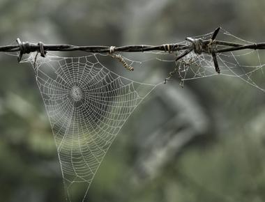 A strand from the web of a golden spider is as strong as a steel wire of the same size