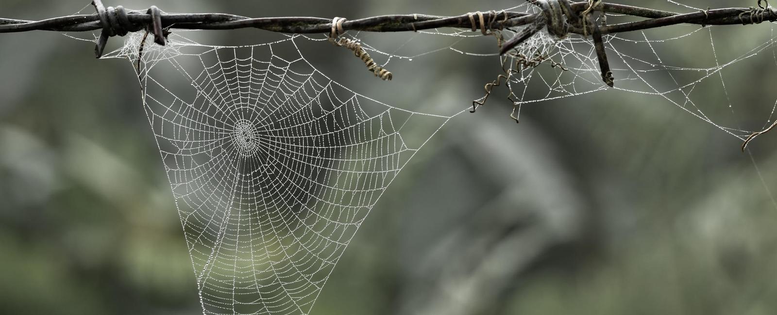 A strand from the web of a golden spider is as strong as a steel wire of the same size