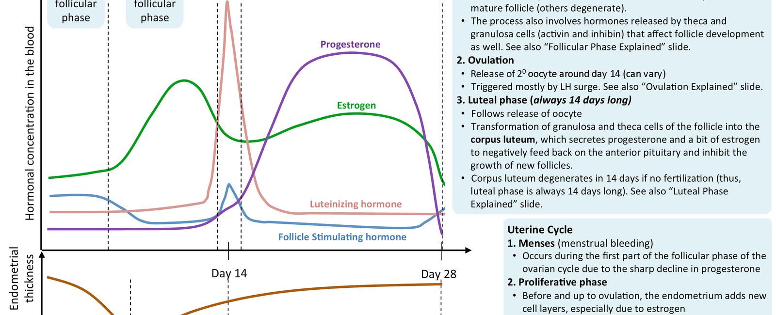 Women who have sex at least once a week have more regular menstrual cycles