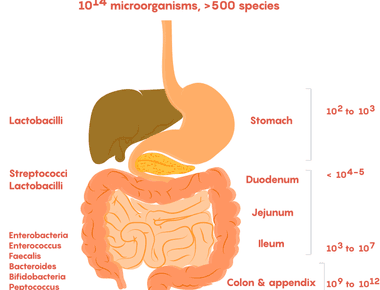 It has been suggested that human longevity is rooted in the health of gut microbes rather than the overall body