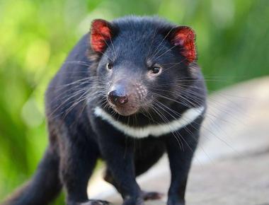 When tasmanian devils are under stress they literally stink they pass a potent gas meant to detract predators however the smell isn t present when they feel safe and calm