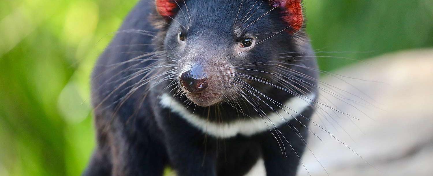 When tasmanian devils are under stress they literally stink they pass a potent gas meant to detract predators however the smell isn t present when they feel safe and calm