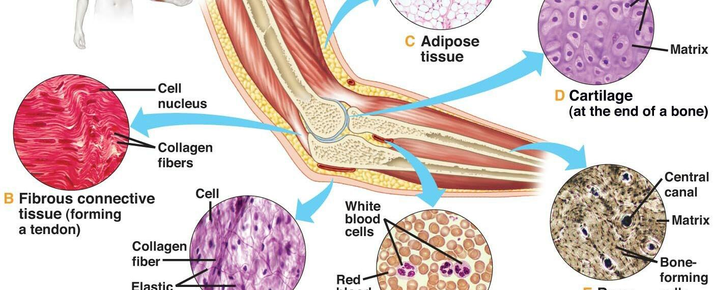 There is a connective tissue disease that turns your muscles into bones