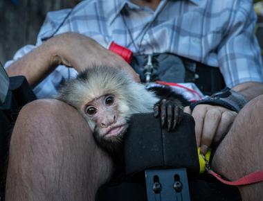 Male capuchin monkeys wash their hands and feet in their urine when they re horny scientists have found that urine washing makes females more comfortable for mating