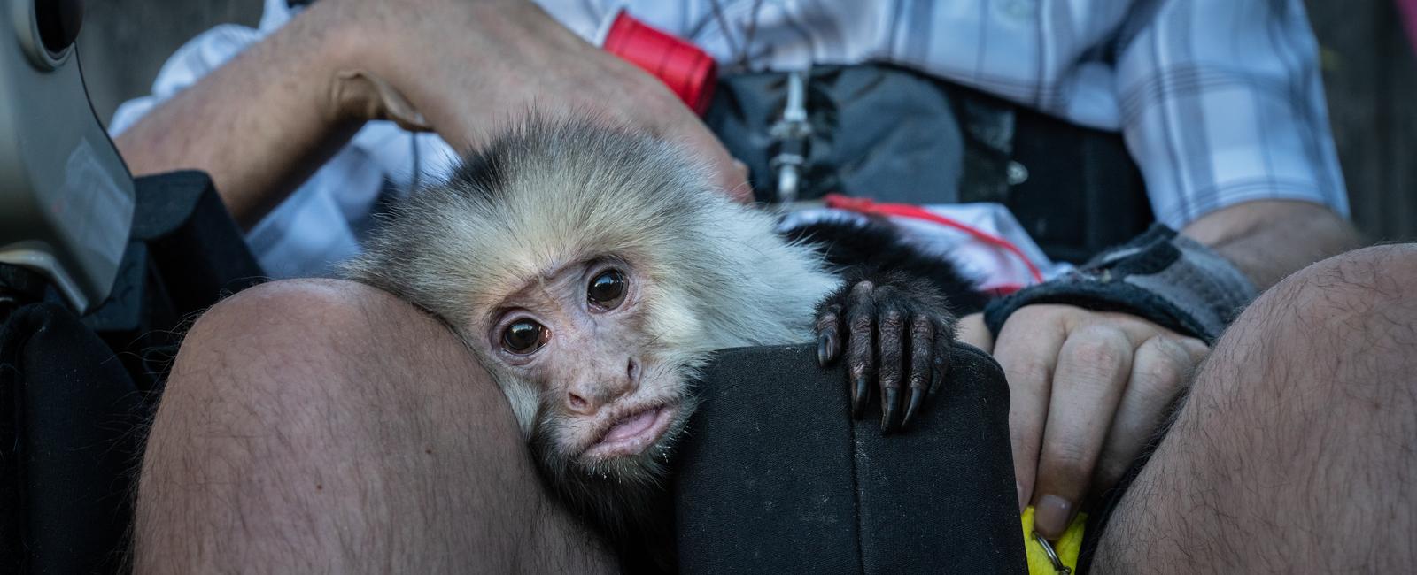 Male capuchin monkeys wash their hands and feet in their urine when they re horny scientists have found that urine washing makes females more comfortable for mating