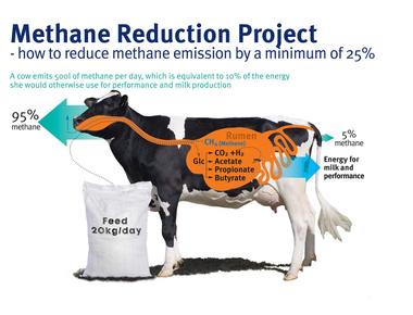 Cow farts and burps could ruin the environment cows emit a variety of greenhouse gasses like methane and ammonia more potent than carbon dioxide they cause everything from global warming to acid rain