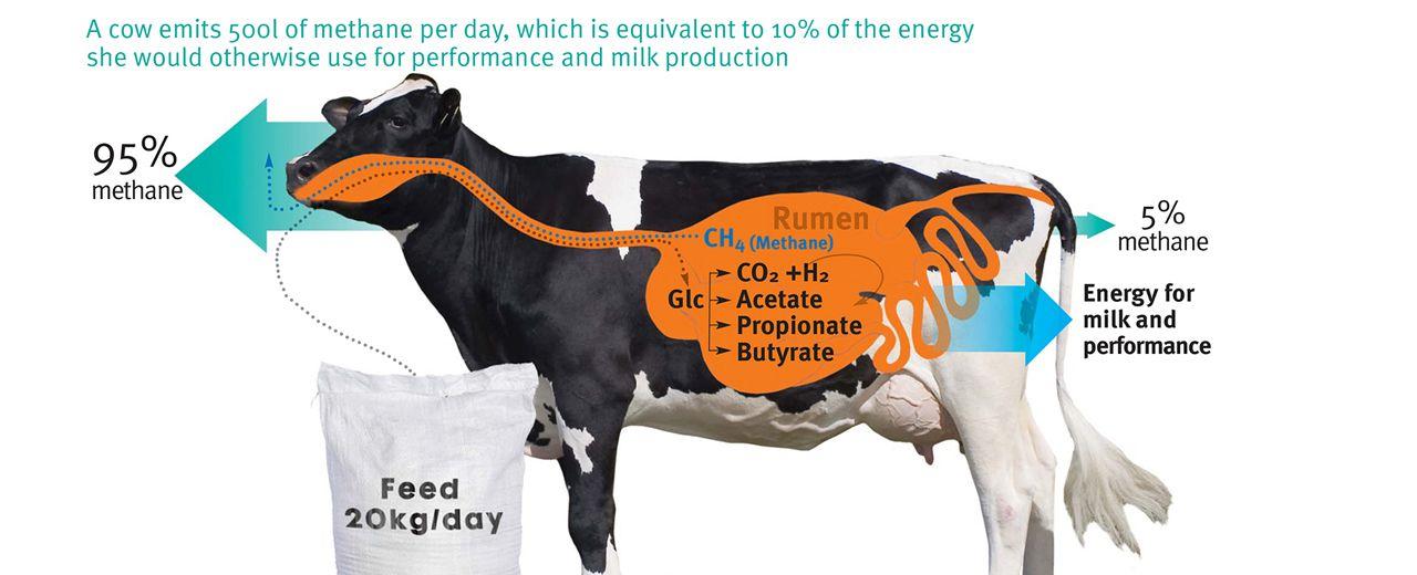 Cow farts and burps could ruin the environment cows emit a variety of greenhouse gasses like methane and ammonia more potent than carbon dioxide they cause everything from global warming to acid rain