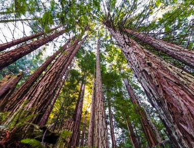 The world s tallest tree is the coastal redwood of california it grows up to 379 feet with some trees nearly 2 000 years old