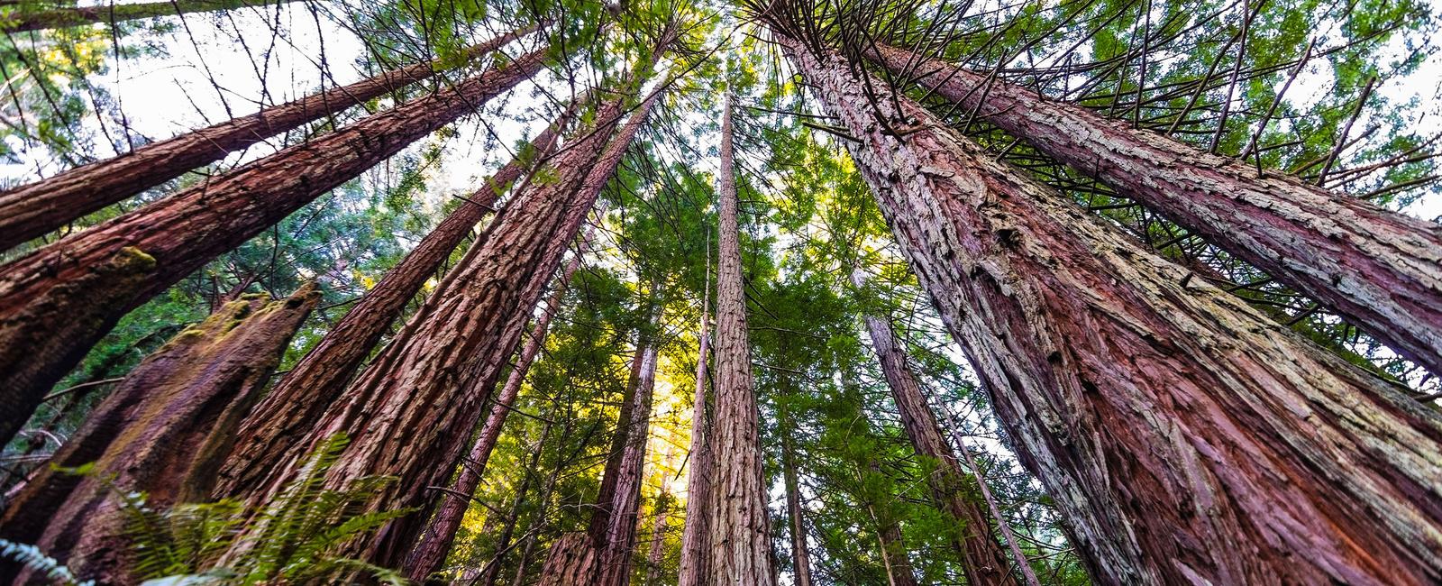 The world s tallest tree is the coastal redwood of california it grows up to 379 feet with some trees nearly 2 000 years old