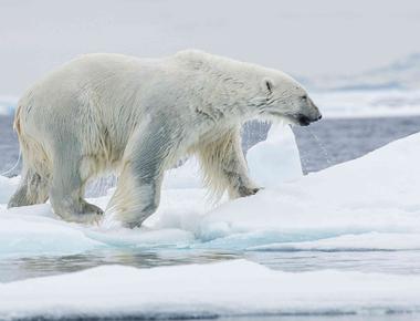 A polar bear s skin is black its fur is actually clear but like snow it appears white