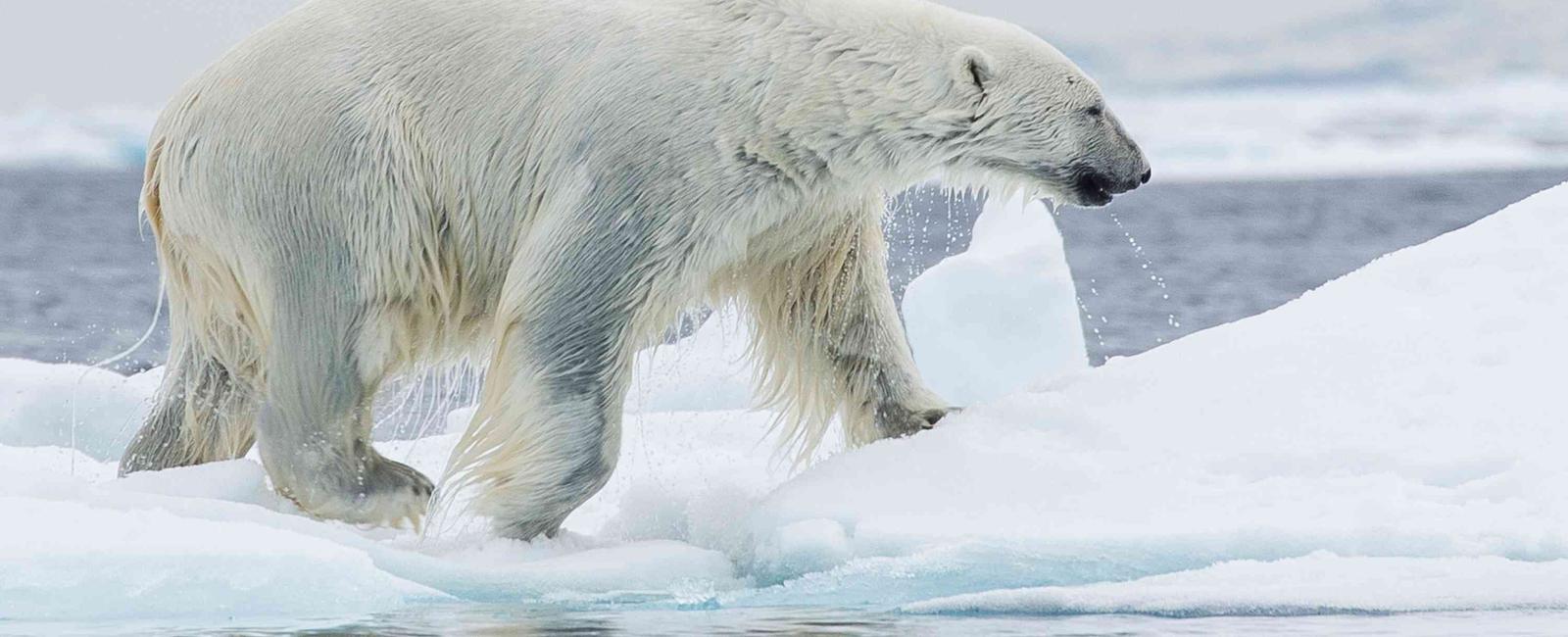 A polar bear s skin is black its fur is actually clear but like snow it appears white