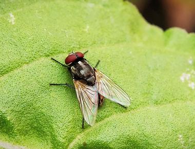 The common housefly flaps its wings at a frequency your ears interpret as always within the key of f